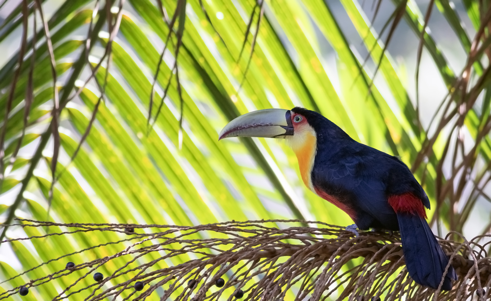 Red-breasted Toucan